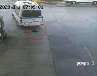 İzmir’de yavru köpeğe çarpıp ölümüne sebep olan minibüs şoförü kaçtı
