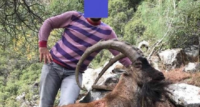 Koruma altındaki dağ keçisini avladı, başında fotoğraf çekildi: 23 bin 288 TL para cezası kesildi