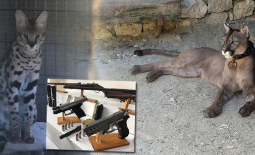 Polis yasadışı silah operasyonu yaptı: Puma, iguana, flamingo gibi çok sayıda havyan bulundu