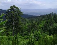 Kaz Dağları’nda ormana giriş ve çıkışlar yasaklandı