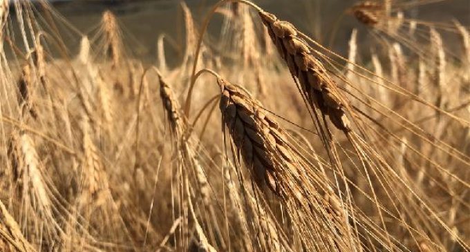CHP’den tarım raporu: AKP döneminde 3 milyon hektar tarım arazisi kaybedildi