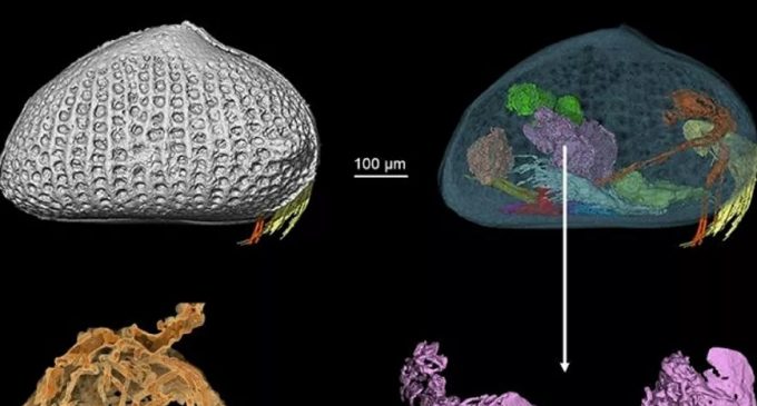 100 milyon yıl öncesine ait dünyanın en eski ‘dev’ spermi bulundu