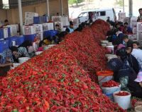 12 bin tarım işçisi, ilçede ekmeğini kırmızı biberden kazanıyor