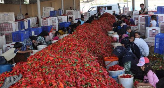 12 bin tarım işçisi, ilçede ekmeğini kırmızı biberden kazanıyor