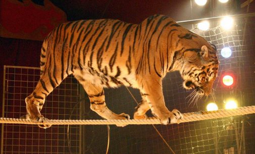 Fransa’dan vahşi hayvan kararı: Sirk gösterilerinde kullanılması yasaklanıyor
