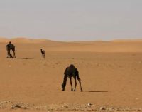 Arap Yarımadası’nda insan yaşamıyla ilgili en eski kanıt: Suudi Arabistan’da 120 bin yıllık ayak izleri bulundu