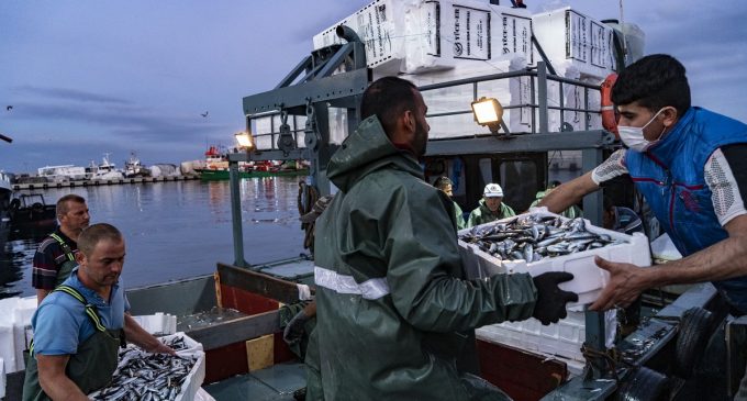 Av yasağı kalktı, balıkçılar ağlarını attı: Yeni sezon açıldı