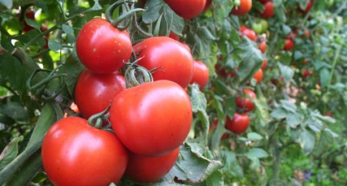 Rusya, Antalya ve İzmir’den domates-biber sevkiyatını yasakladı