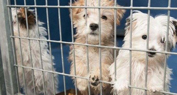 Beşiktaş Belediyesi’nden evcil hayvan ticaretine yasak