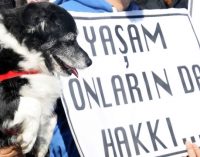 Avukat Tuğba Gürsoy: Hayvanları Koruma Kanunu yetersiz