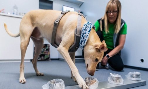 Finlandiya’da koronavirüs taraması: Eğitimli köpekler, Covid-19’lu yolcuları tespit edecek