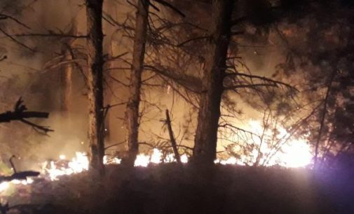İzmir Bergama’da orman yangını