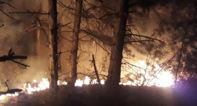 İzmir Bergama’da orman yangını