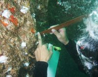 Mercan nakilleri Türkiye’nin tehdit altındaki resiflerini kurtarabilecek mi?