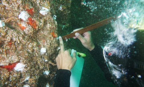 Mercan nakilleri Türkiye’nin tehdit altındaki resiflerini kurtarabilecek mi?