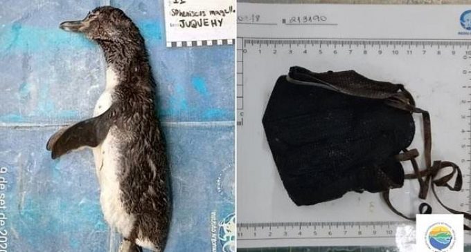 Tıbbi atıkların yarattığı sorun büyüyor: Ölü penguenin midesinden N95 maske çıktı
