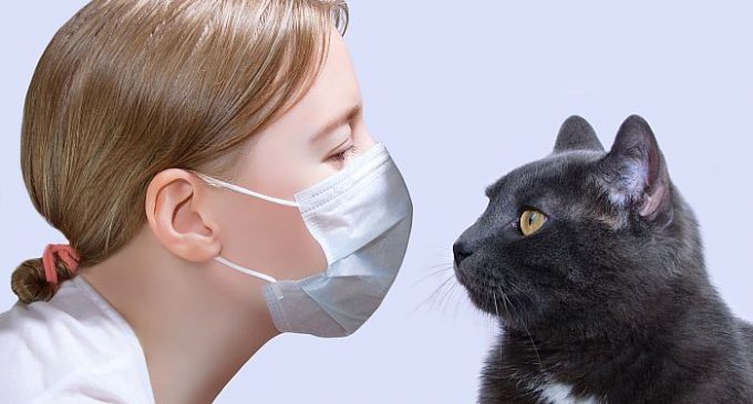 Bilim Kurulu üyesi Prof. Midilli uyardı: Koronavirüs hastaları evcil hayvanlardan uzak dursun