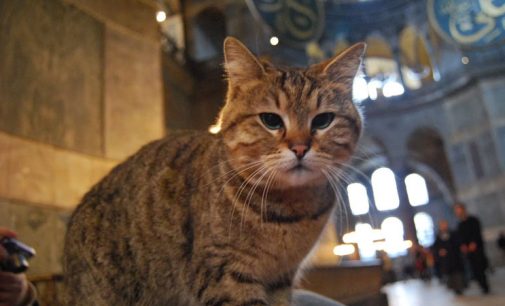 16 yıldır yaşadığı Ayasofya’da yoğunluktan strese girdi: Kedi Gli ölümle savaşıyor