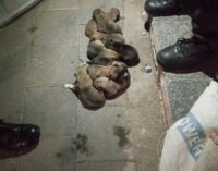 Vicdansızlık: 13 yavru köpek ağzı kapalı çuvalla sokağa atıldı