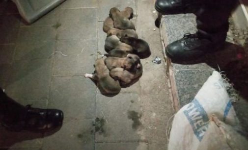 Vicdansızlık: 13 yavru köpek ağzı kapalı çuvalla sokağa atıldı