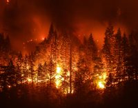 Pakdemirli: Bugün itibarıyla 20 orman yangını çıktı, 18’i kontrol altında