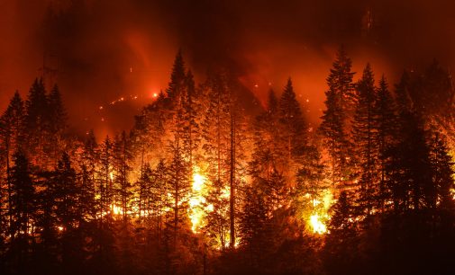 Türkiye’de 82 yılda 106 bin 603 orman yangını gerçekleşti: Kıbrıs’ın bir buçuk katı kadar orman kül oldu