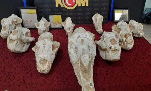 Paleontolog Mayda: Adnan Oktar’ın evinden çıkan fosillerin çoğu imitasyon, para etmez
