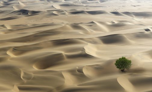Yeni uydu araştırması: Afrika çölleri aslında milyarlarca ağaçla dolu