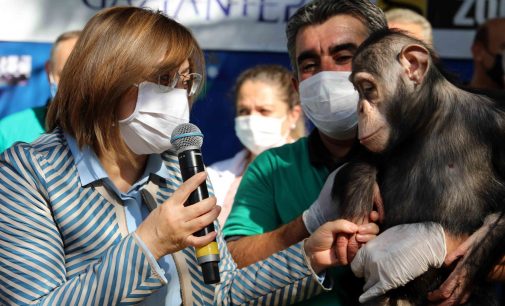 “Can” adlı maymun Fatma Şahin’in kolunu ısırmaya çalıştı, mikrofonu alıp yere fırlattı