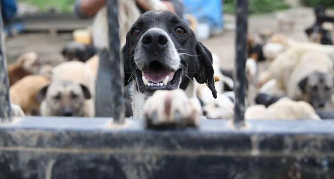 CHP’den hayvan hakları için dört farklı yasa teklifi