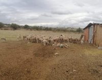 Koyun ve keçilerde çiçek hastalığı tespit edildi: Beş hayvan telef oldu, 15 köy karantinaya alındı