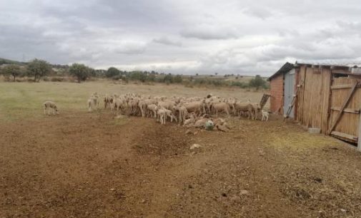 Koyun ve keçilerde çiçek hastalığı tespit edildi: Beş hayvan telef oldu, 15 köy karantinaya alındı