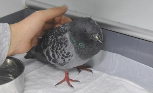 Deprem enkazından 48 saat sonra çıkarılan güvercin yaşama tutundu