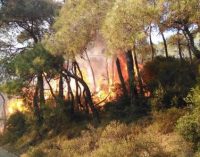 İstanbul ormanlarında 2020’nin 10 ayında 143 yangın çıktı: Son 10 yılın en fazla alanı yandı