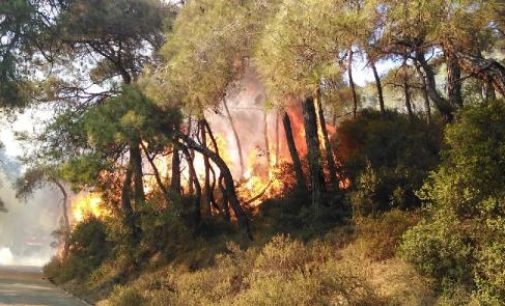 İstanbul ormanlarında 2020’nin 10 ayında 143 yangın çıktı: Son 10 yılın en fazla alanı yandı