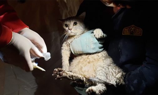 Rıza Bey Apartmanı enkazından biri hamile dört kedi kurtarıldı