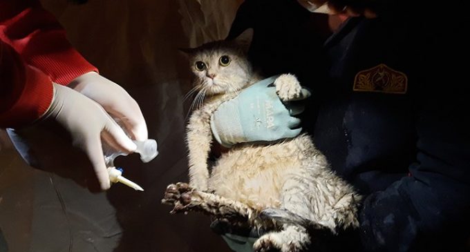 Rıza Bey Apartmanı enkazından biri hamile dört kedi kurtarıldı
