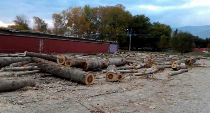 Belediye başkanı korona oldu, yerine geçen keresteci başkanvekili meradaki ağaçları kestirdi