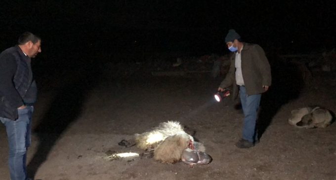 İki kurt sürüye saldırdı: 35 koyun öldü
