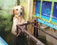 Selden kurtarılan köpek sosyal medyada viral oldu