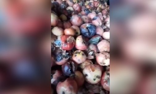 Tarım ve Orman Bakanlığı açıkladı: Çürük elmadan meyve suyu iddiası yalanlandı