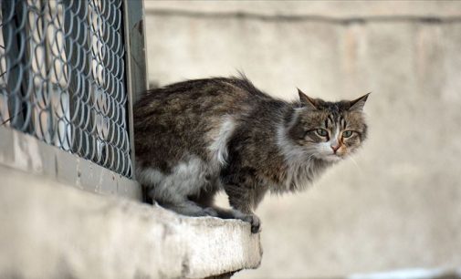 Ataşehir’de gözleri oyulmuş şekilde birçok kedi cesedi bulundu: Bu insanlığa sığar mı?