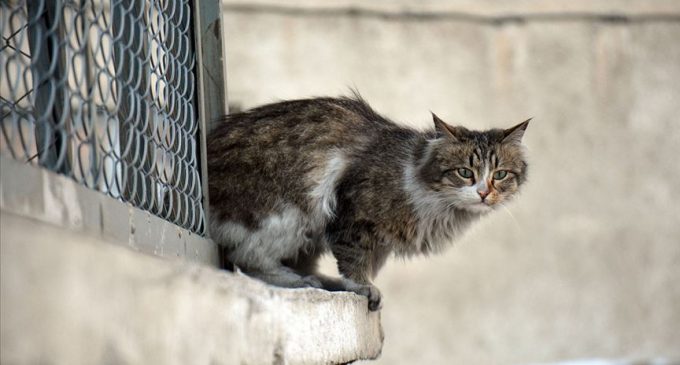 Ataşehir’de gözleri oyulmuş şekilde birçok kedi cesedi bulundu: Bu insanlığa sığar mı?
