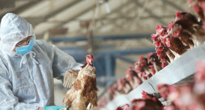 Güney Kore’de kuş gribi alarmı: Yarım milyon tavuk itlaf edilecek