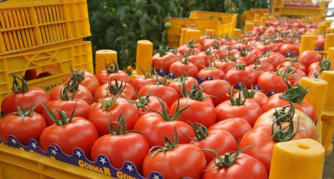 CHP’li Yalım hesapladı: Zamlar domates maliyetine nasıl yansıdı?