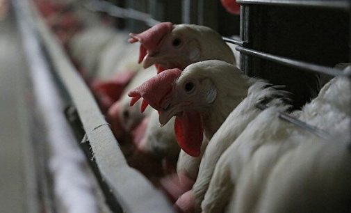 Bulgaristan’da kuş gribi vakaları artıyor: 39 bin tavuk itlaf edilecek