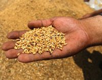 TMO’dan ekmeklik buğdaya yüzde 23, arpaya ise yüzde 24 zam!