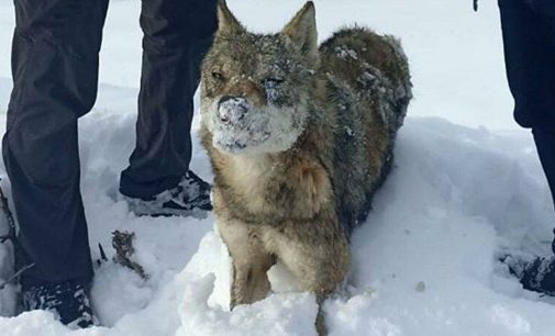 Sıcaklığın -30 dereceye düştüğü Sivas’ta bir kurt, ayakta donmuş halde bulundu