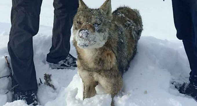 Sıcaklığın -30 dereceye düştüğü Sivas’ta bir kurt, ayakta donmuş halde bulundu