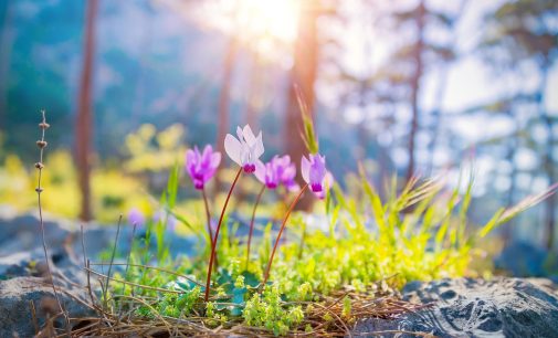 Araştırma: İngiltere’de iklim değişikliği nedeniyle bitkiler bir ay erken çiçek açıyor
